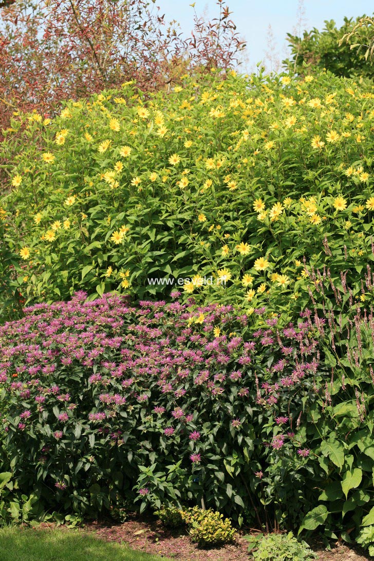 Helianthus 'Lemon Queen'