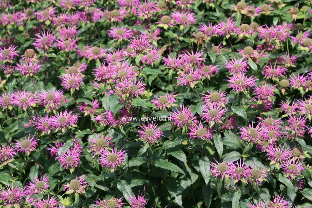 Monarda 'Fishes'