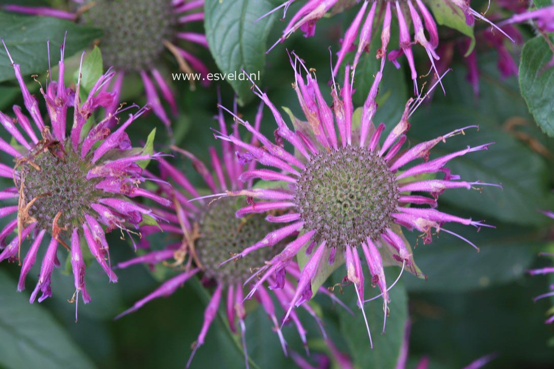 Monarda 'Fishes'