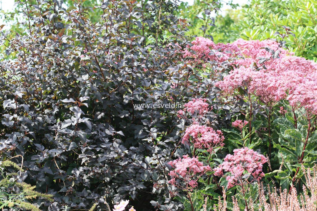 Physocarpus opulifolius 'Diabolo'