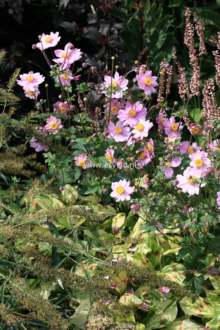 Anemone hybrida 'Koenigin Charlotte'