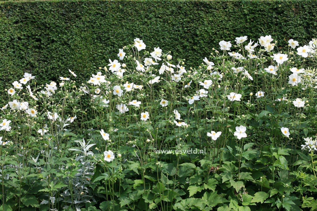 Anemone hybrida 'Honorine Jobert'