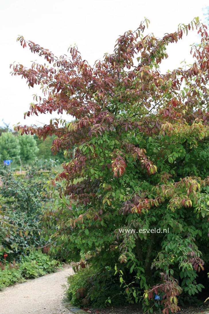 Viburnum cassinoides