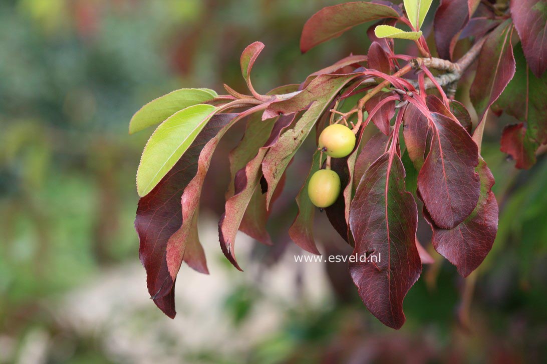 Viburnum cassinoides