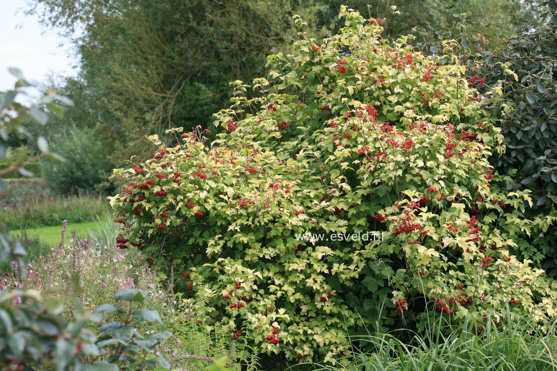 Viburnum opulus 'Aureum'