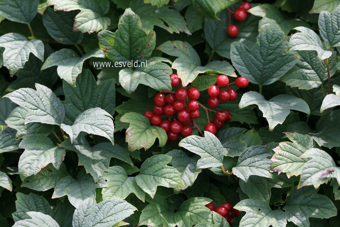 Viburnum opulus 'Nanum'