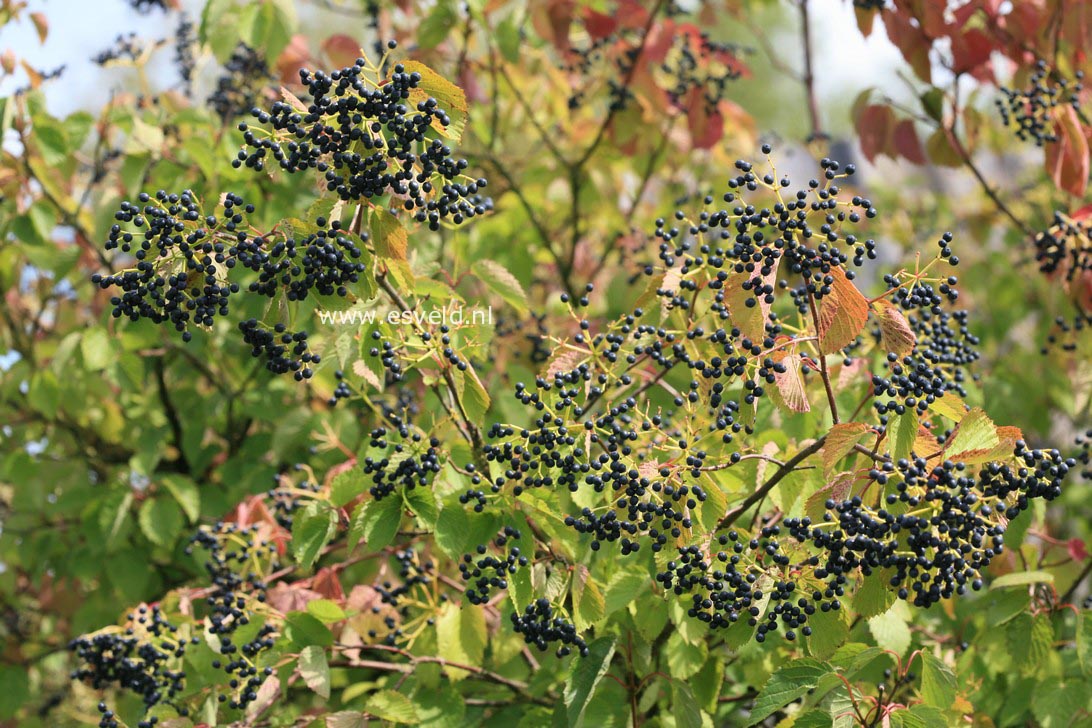 Viburnum dentatum 'White and Blue'