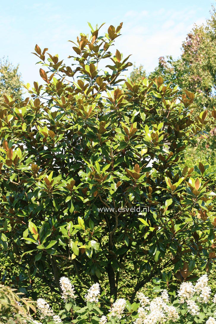 Magnolia grandiflora 'Galissonniere'