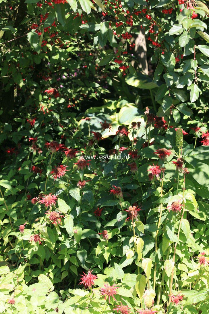 Monarda 'Squaw'