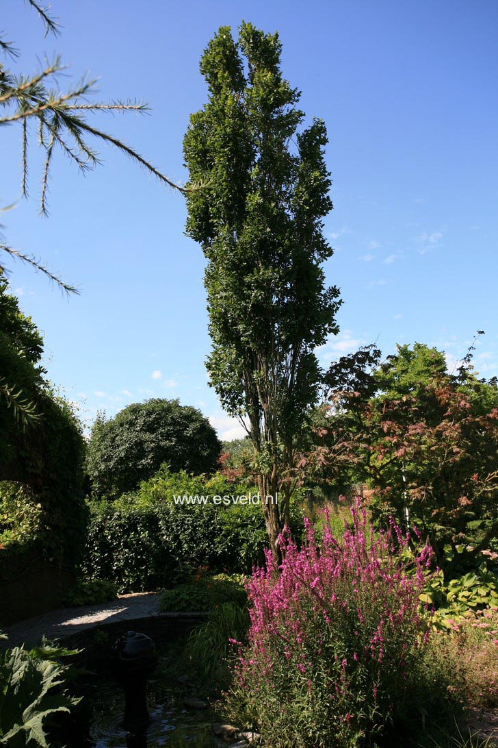 Koelreuteria paniculata 'Fastigiata'