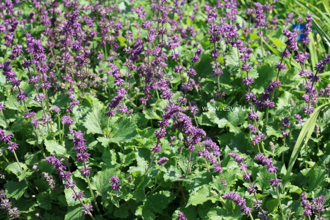 Salvia verticillata 'Purple Rain'