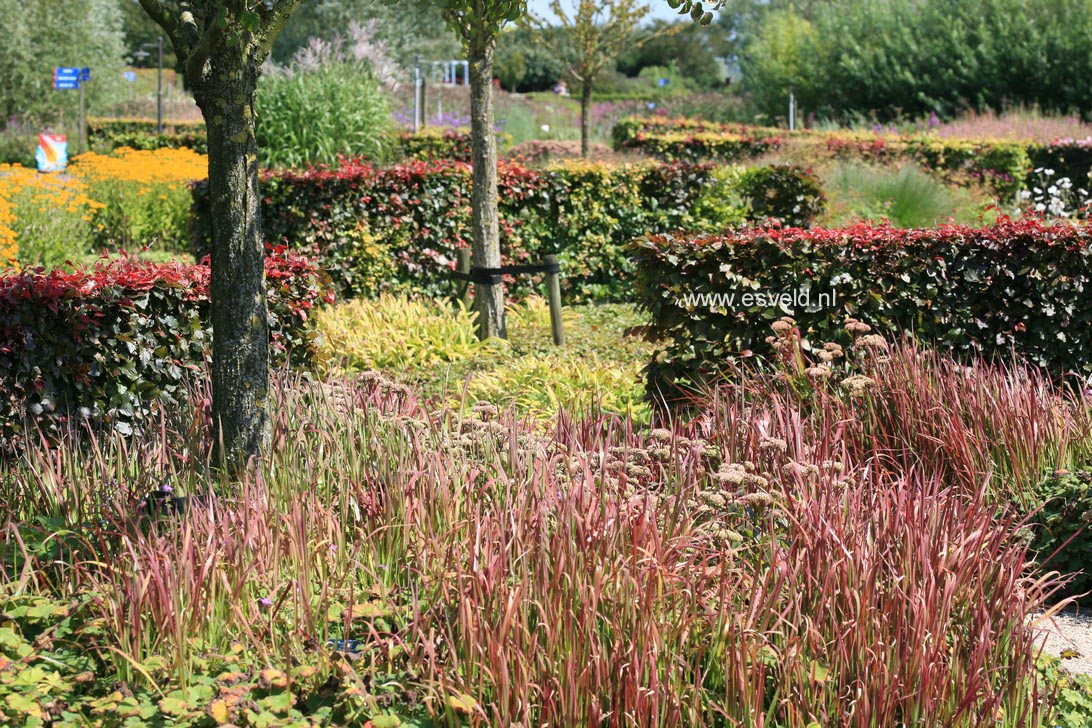 Imperata cylindrica 'Red Baron'