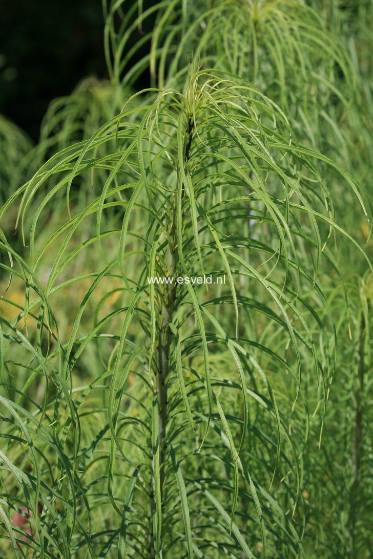 Helianthus salicifolius