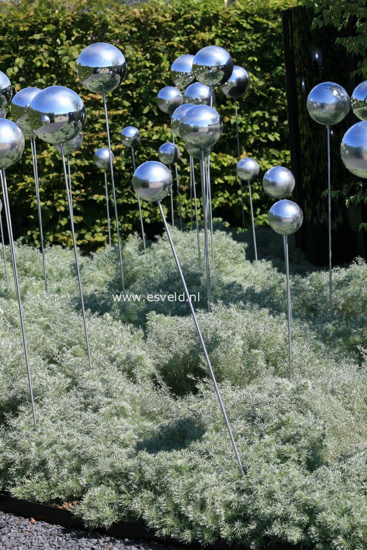 Artemisia 'Powis Castle'