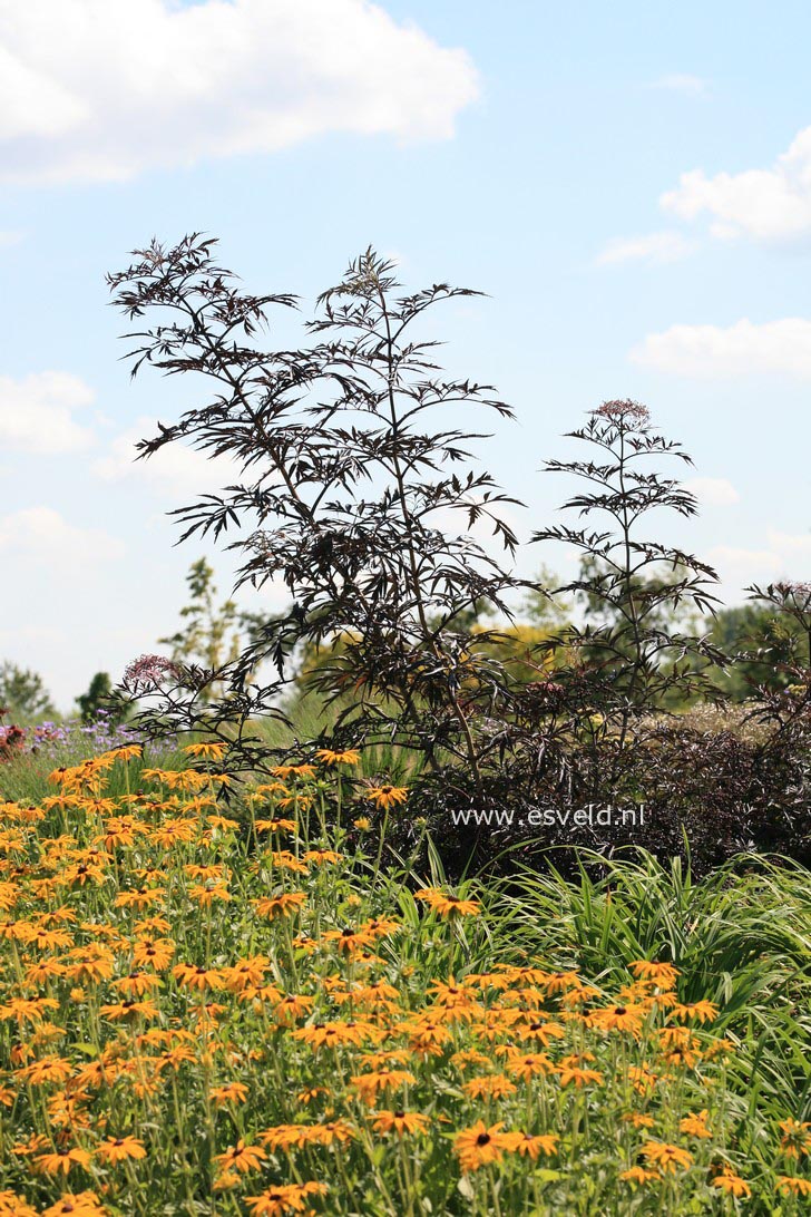 Sambucus nigra 'Eva' (BLACK LACE)