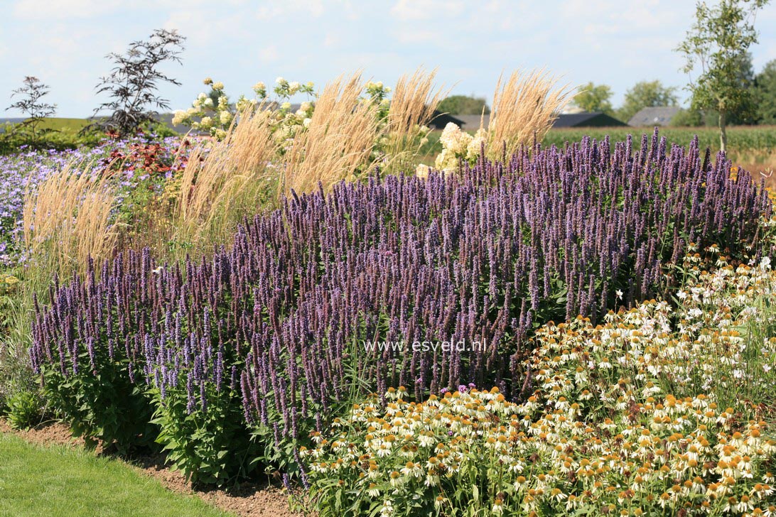 Agastache 'Black Adder'