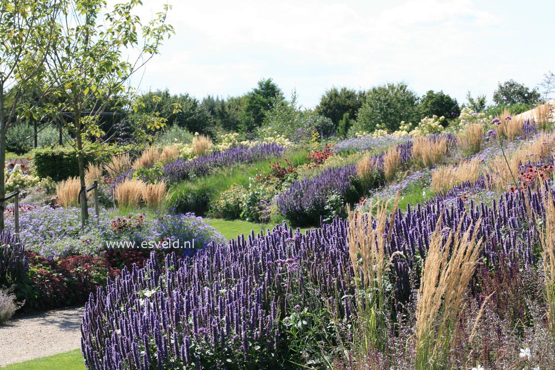 Agastache 'Black Adder'