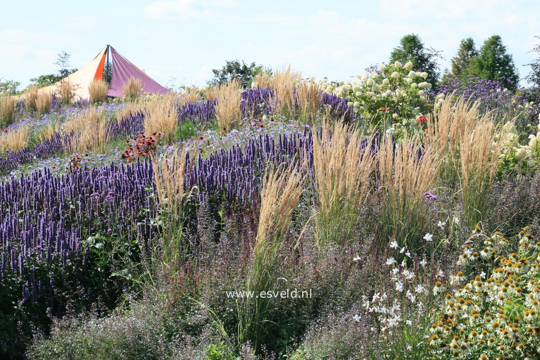 Calamagrostis acutiflora 'Overdam'