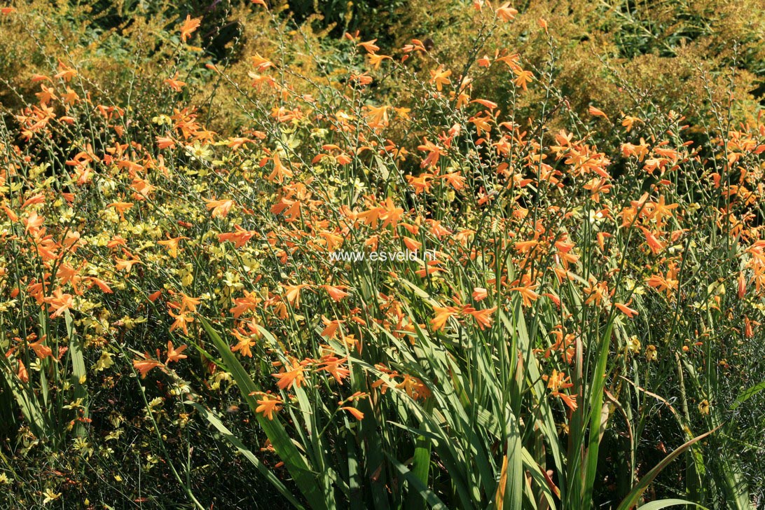 Crocosmia 'George Davidson'