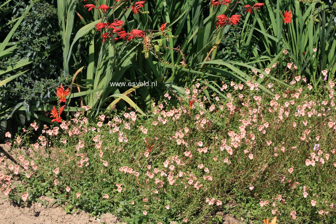 Diascia 'Salmon Supreme'