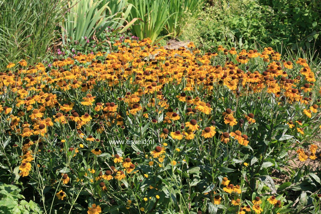 Helenium 'Wyndley'