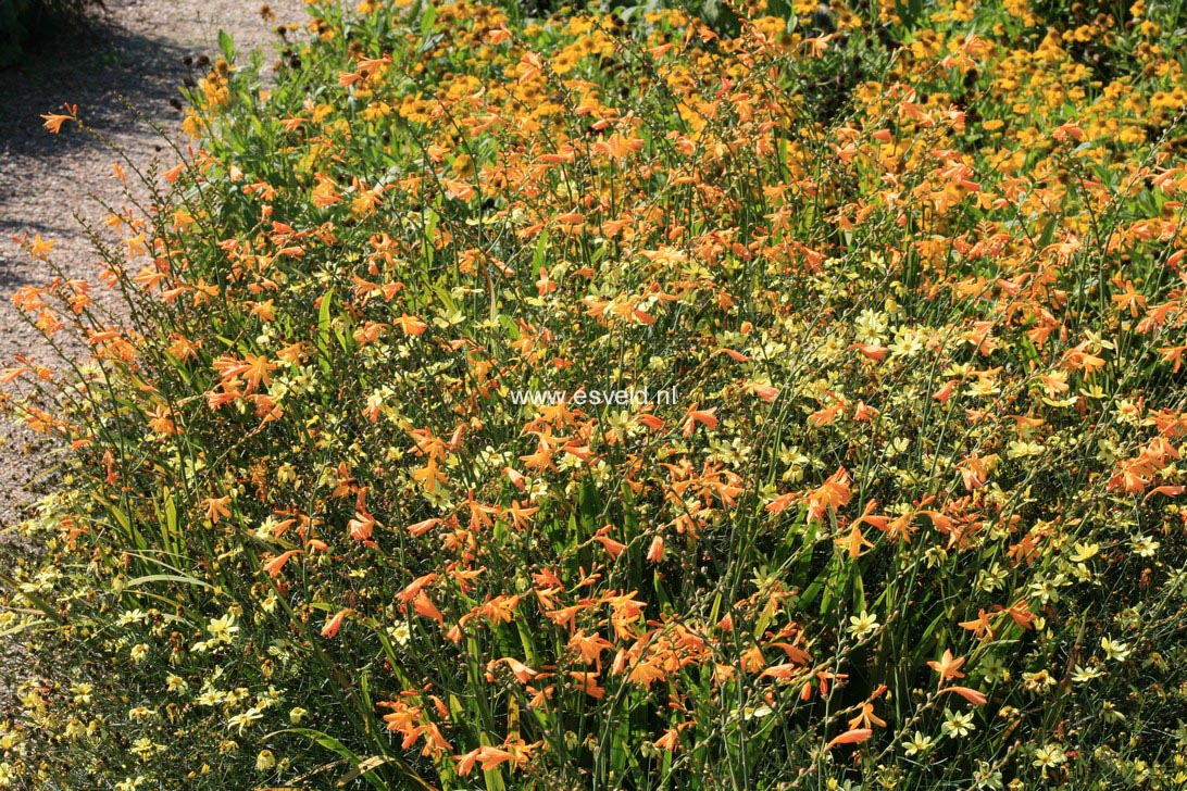 Crocosmia 'George Davidson'