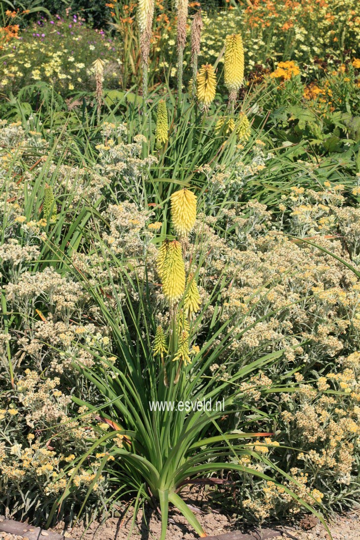 Kniphofia 'Percy's Pride'