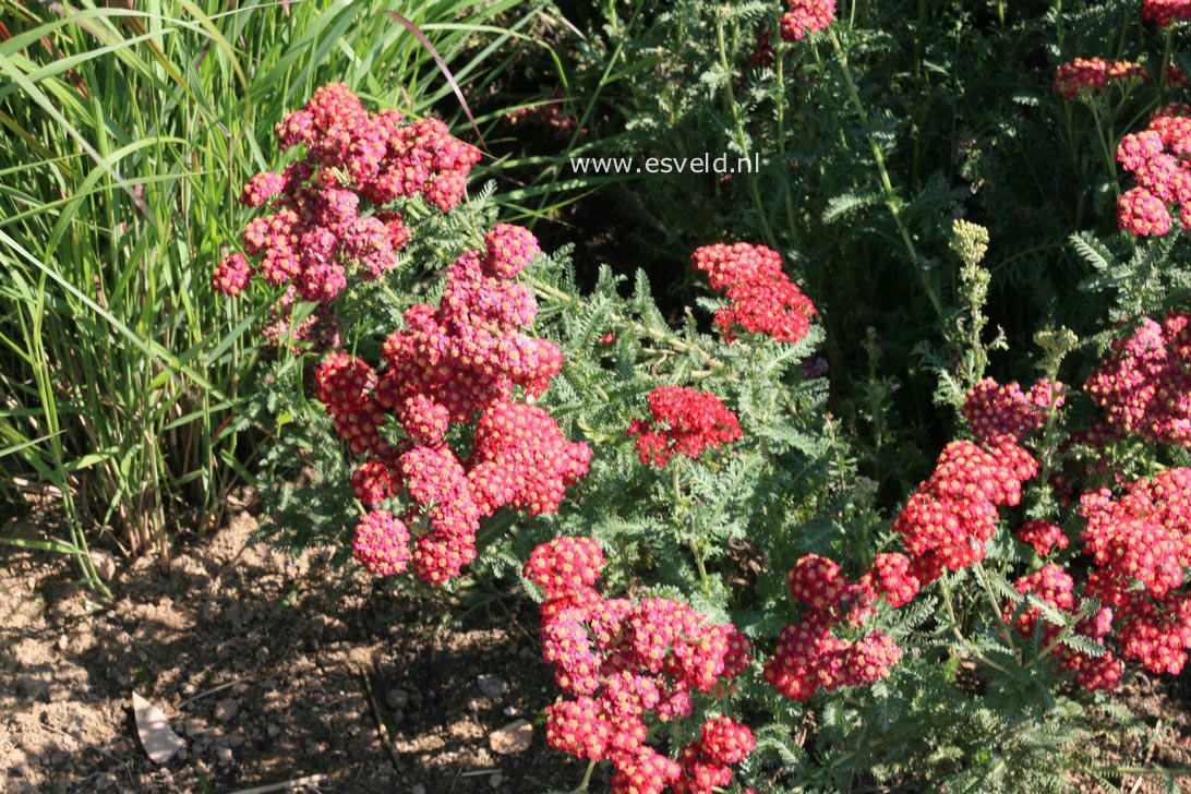 Achillea millefolium 'Red Velvet'