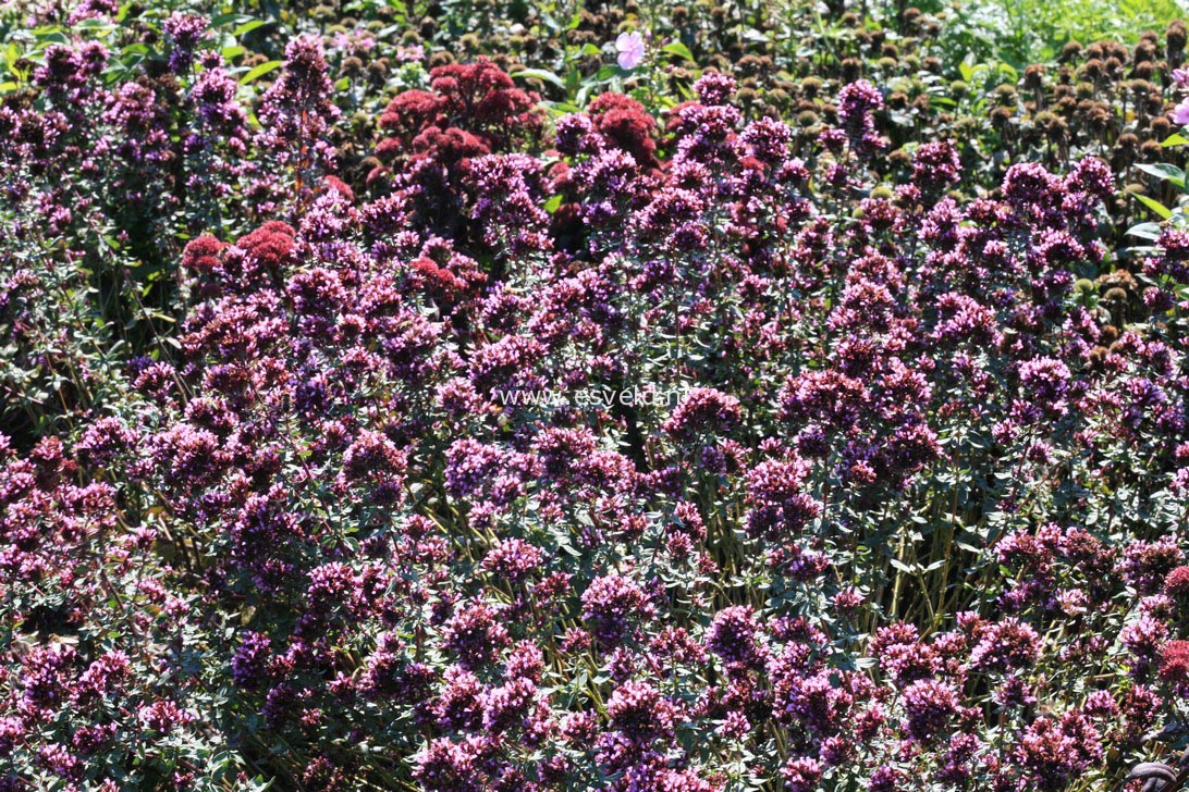 Origanum laevigatum 'Herrenhausen'