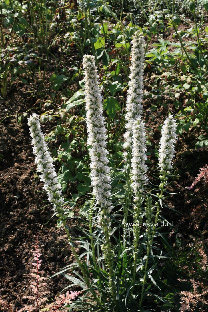 Liatris spicata 'Alba'