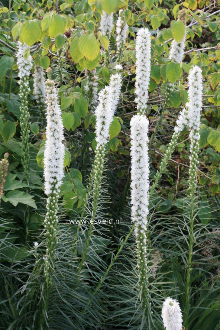 Liatris spicata 'Alba'