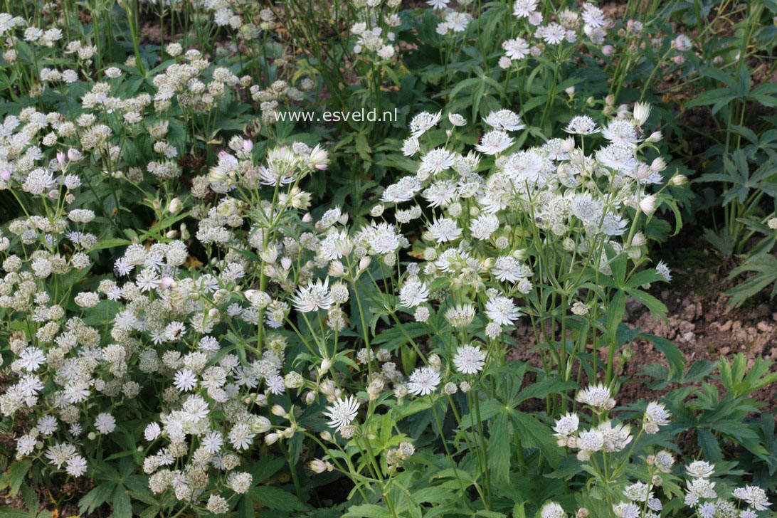 Astrantia major 'Shaggy'