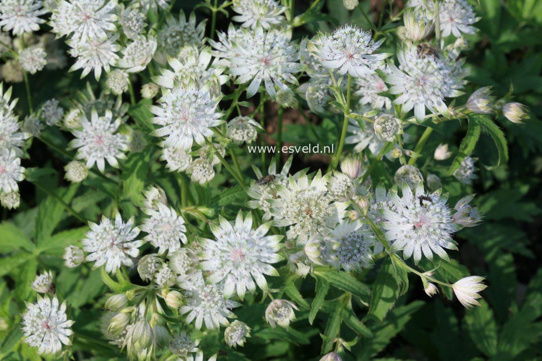 Astrantia major 'Shaggy'