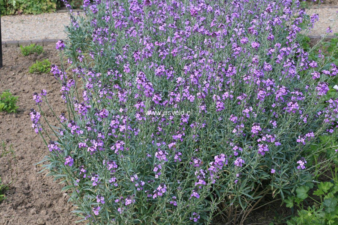 Erysimum 'Bowles Mauve'