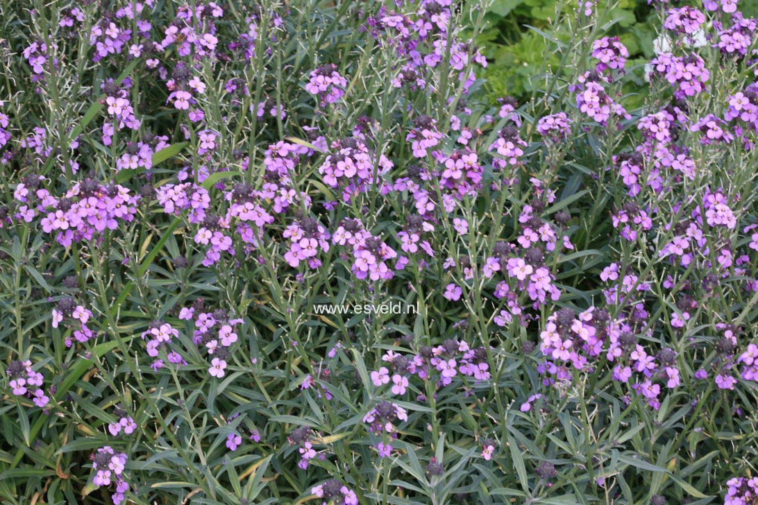 Erysimum 'Bowles Mauve'