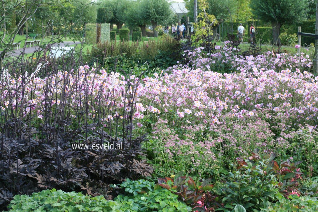 Anemone hybrida 'Koenigin Charlotte'