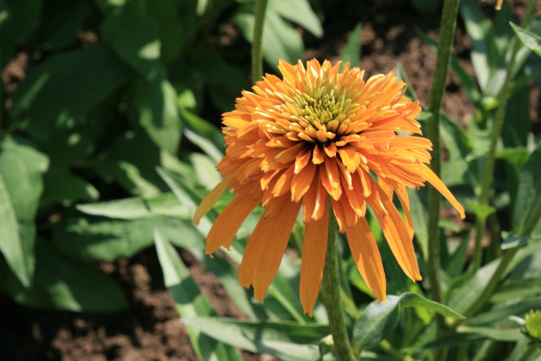 Echinacea purpurea 'Marmelade'