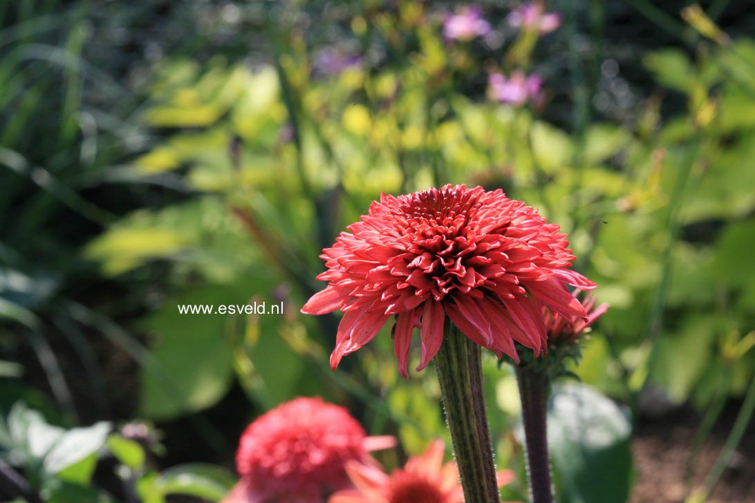 Echinacea purpurea 'Raspberry Truffle'