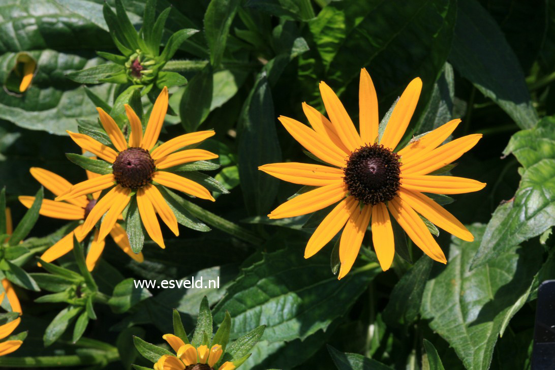 Rudbeckia fulgida 'Little Goldstar'