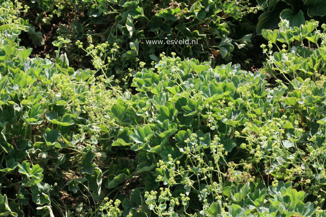 Alchemilla vulgaris