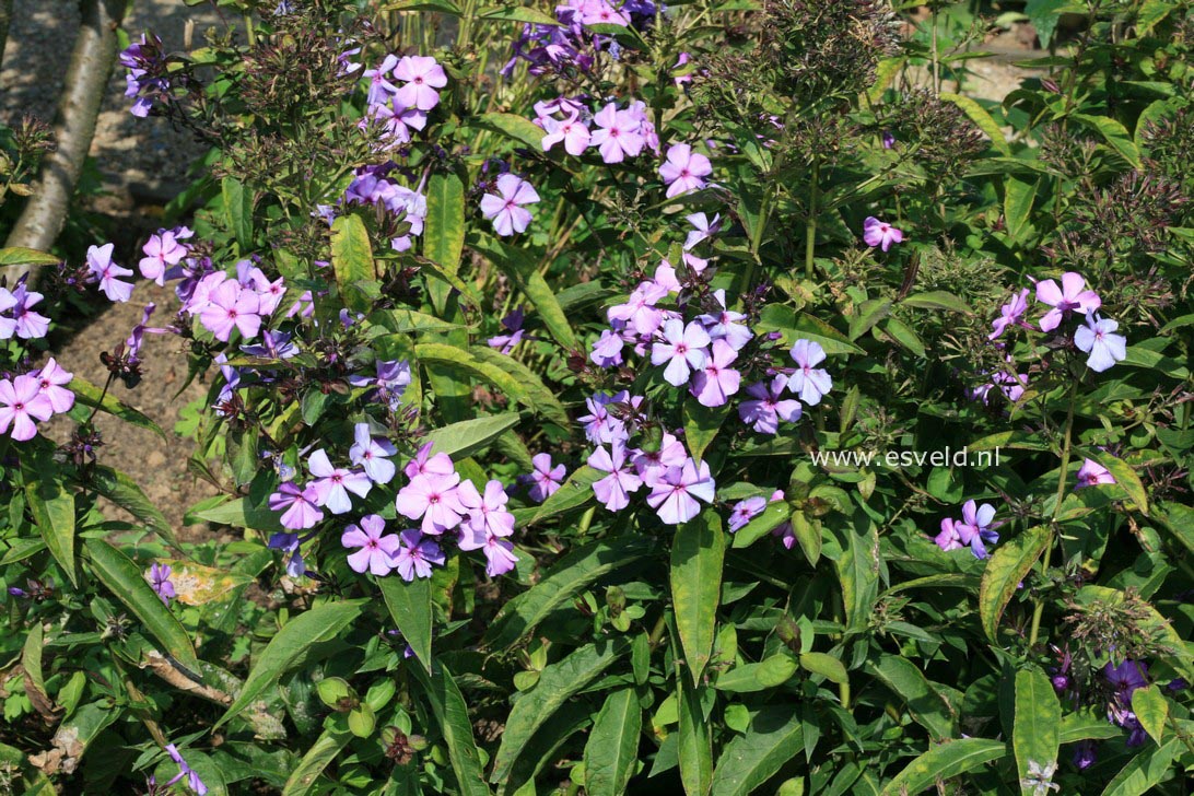 Phlox paniculata 'Blue Paradise'