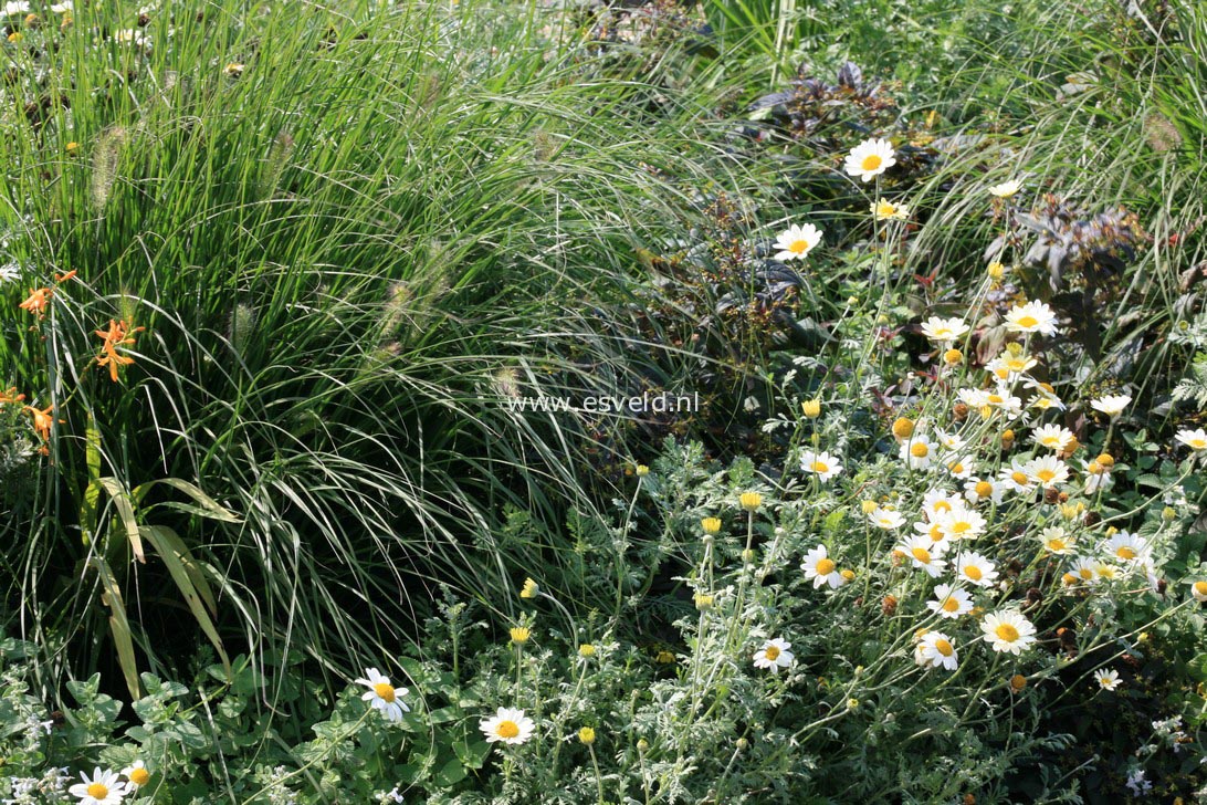 Anthemis hybrida 'Sauce Hollandaise'