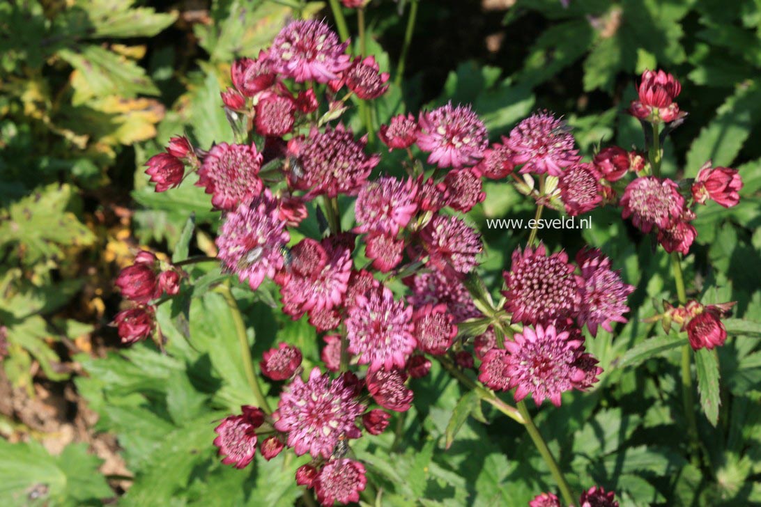 Astrantia major 'Abbey Road'