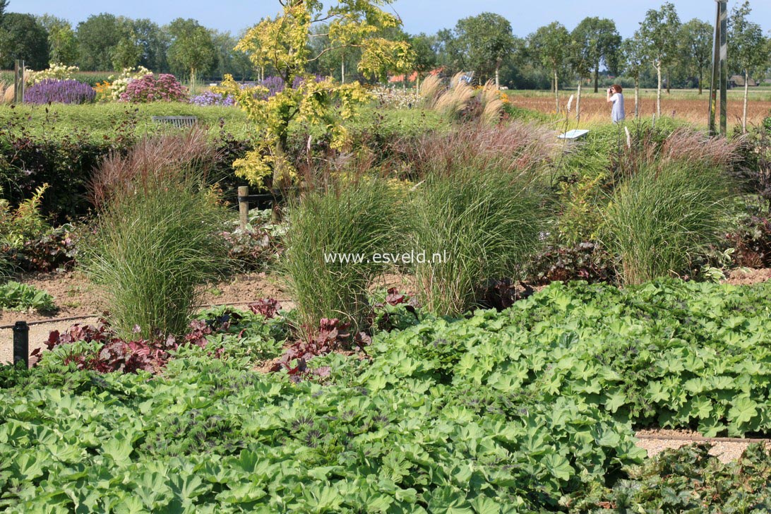 Miscanthus sinensis 'Yaku Jima'