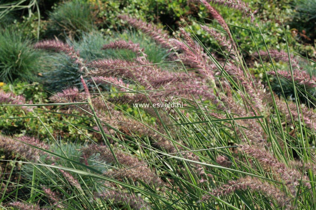 Pennisetum orientale 'Karley Rose'