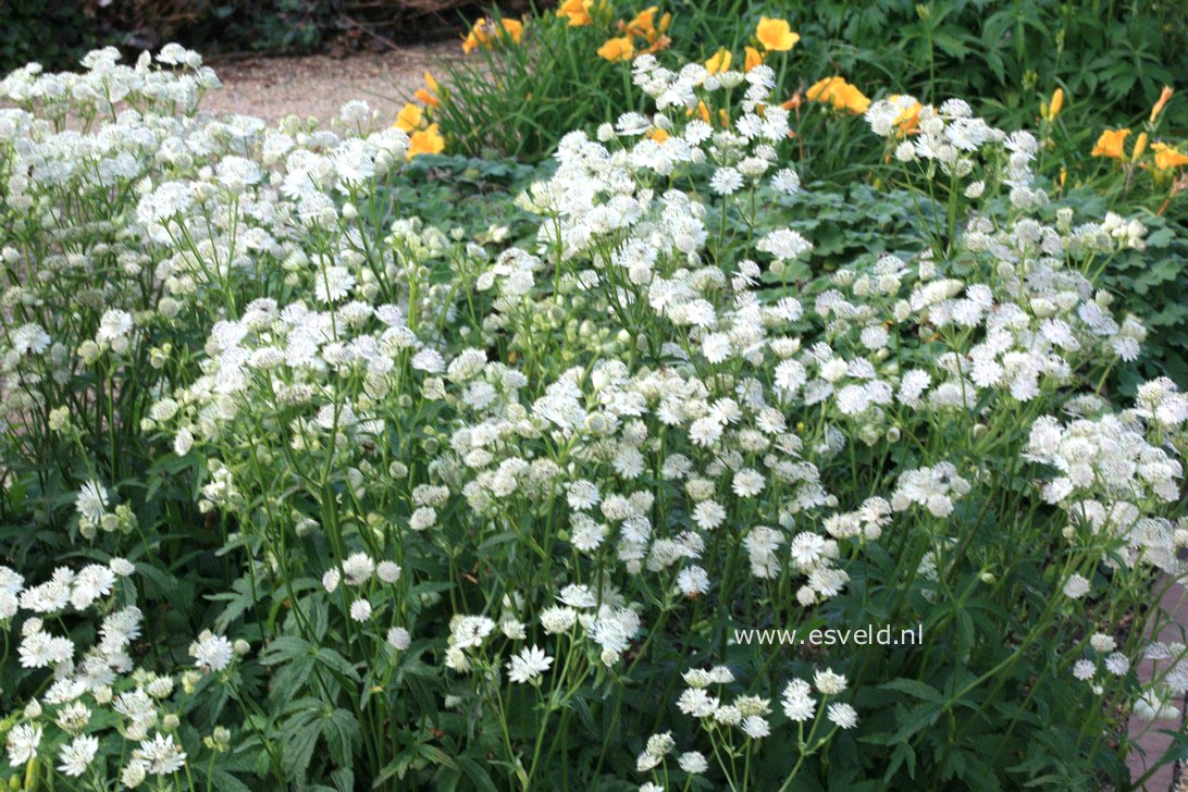 Astrantia major 'Snow Star'