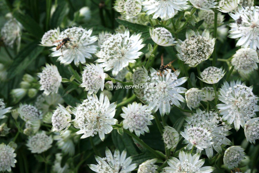 Astrantia major 'Snow Star'