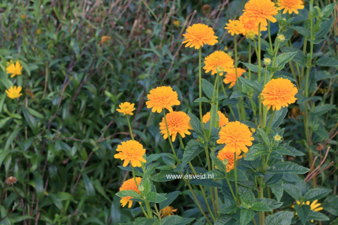 Heliopsis helianthoides 'Asahi'