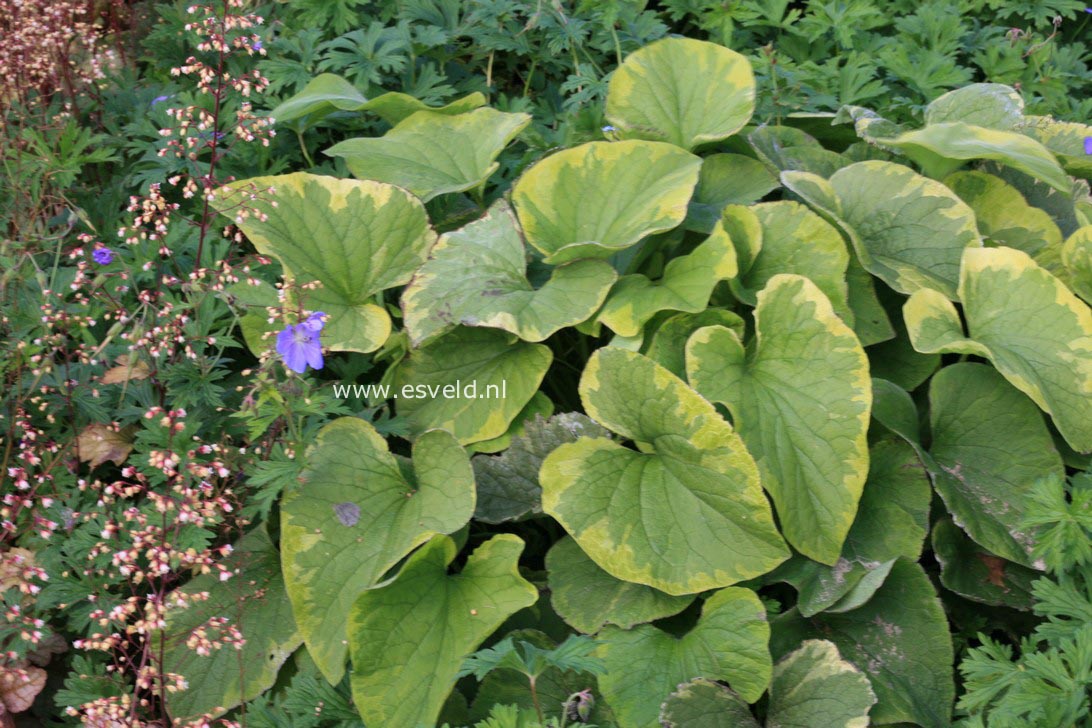 Brunnera macrophylla 'Hadspen Cream'