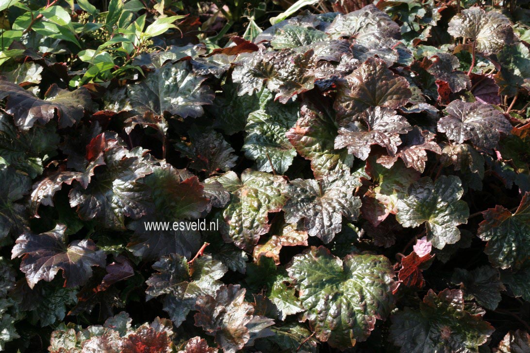 Heuchera 'Rachel'